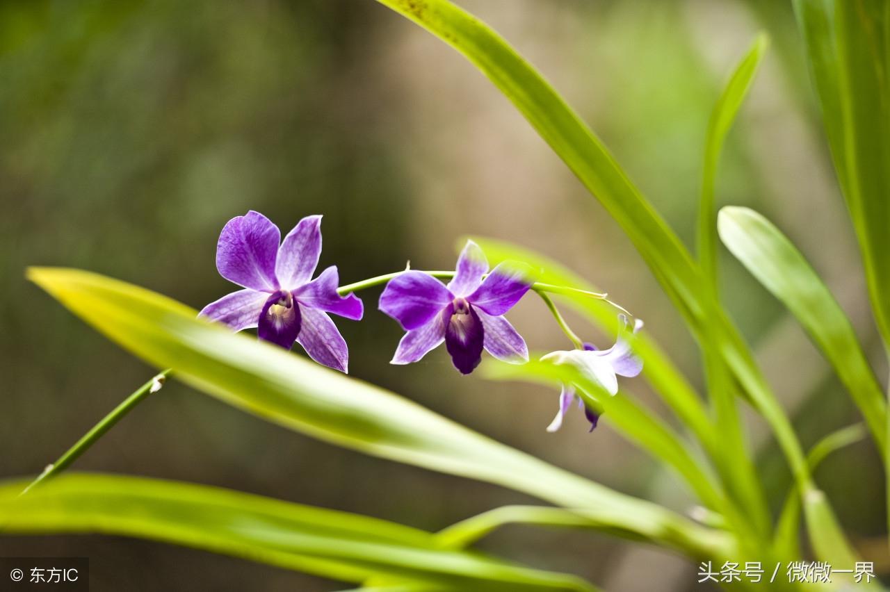 描写关于兰花兰草的诗词（幽兰与芳佩，寒玉锵美词）