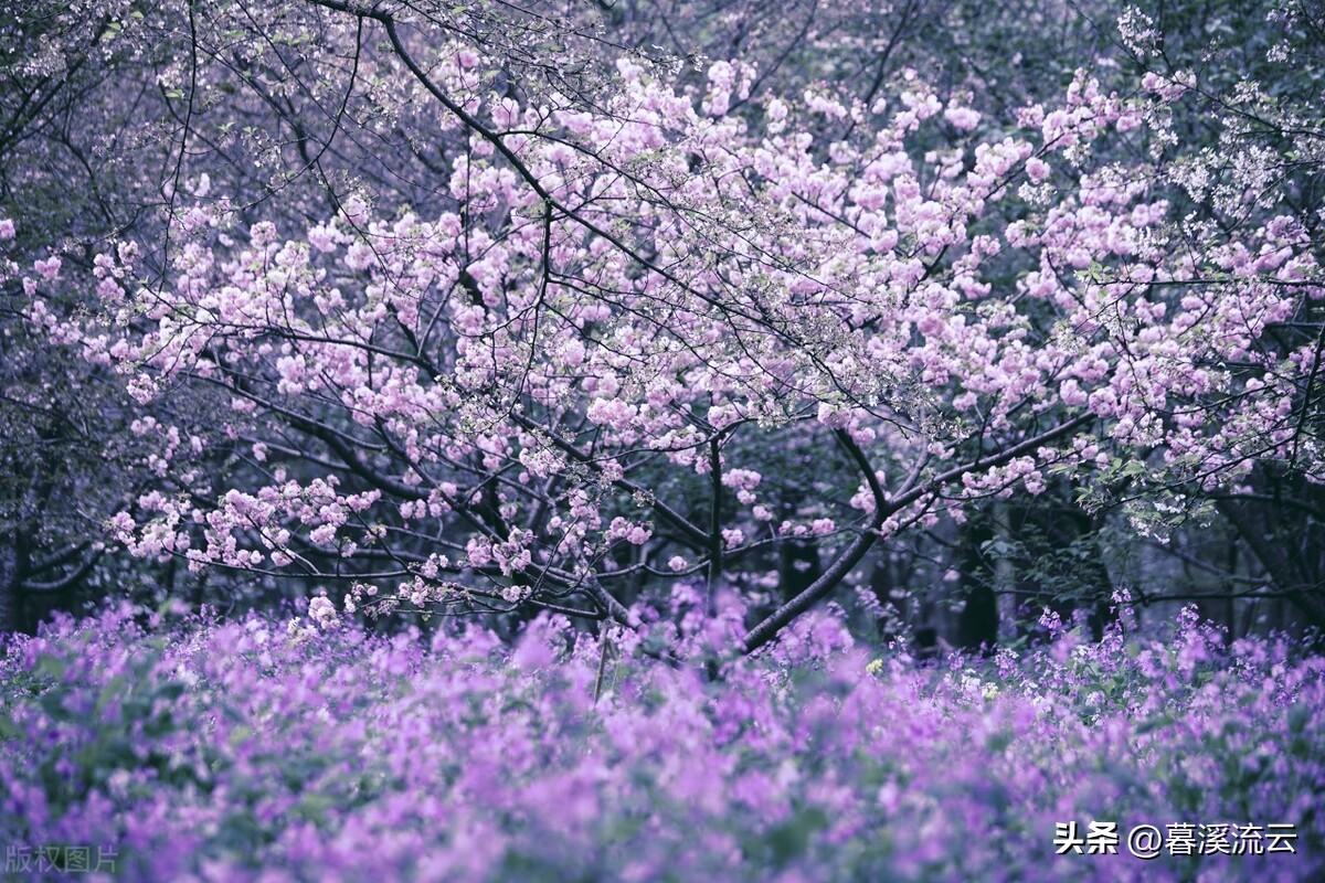 春日诗词名句鉴赏（20个优美春日古诗句）