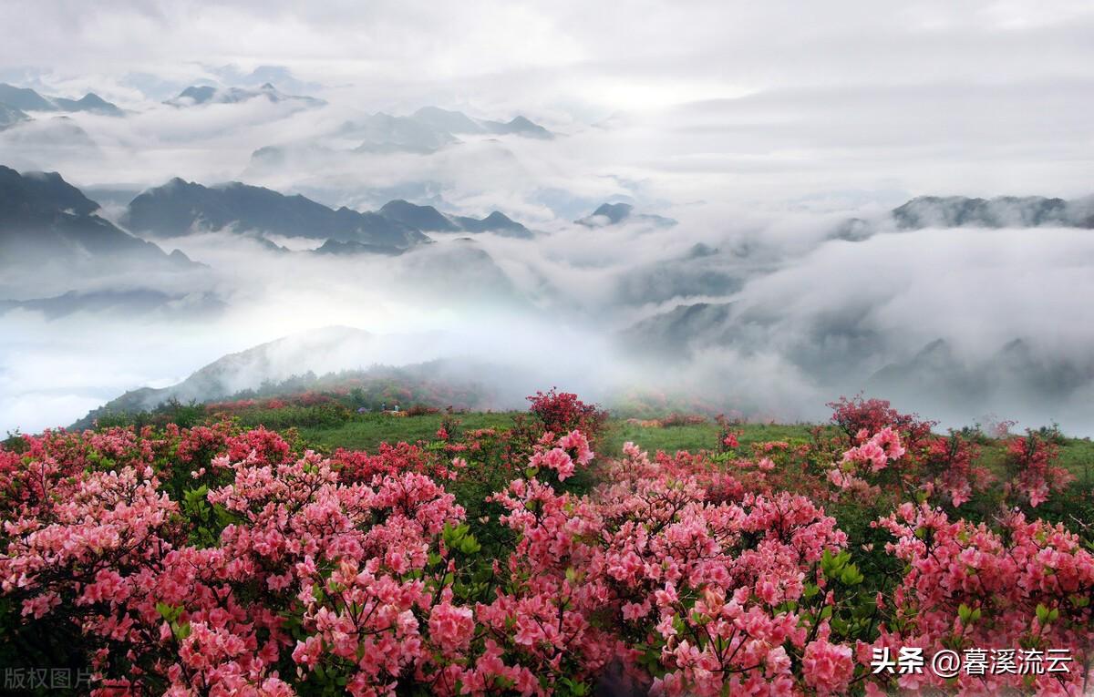 春花诗词七绝赏析(十首唯美春花诗词)