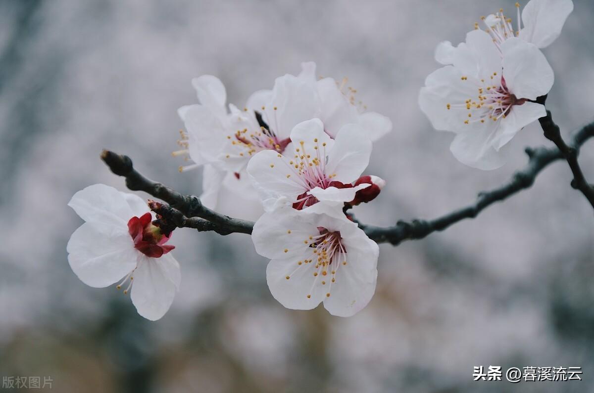 春花诗词七绝赏析(十首唯美春花诗词)