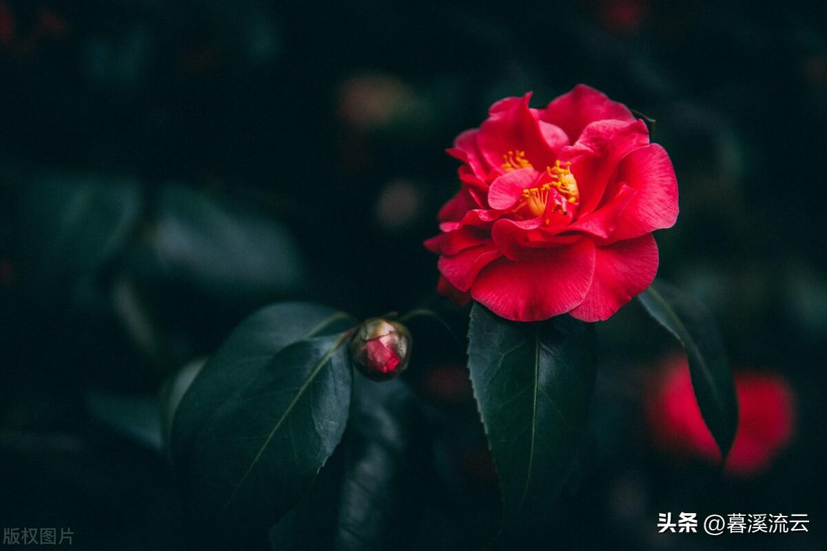 春花诗词七绝赏析(十首唯美春花诗词)