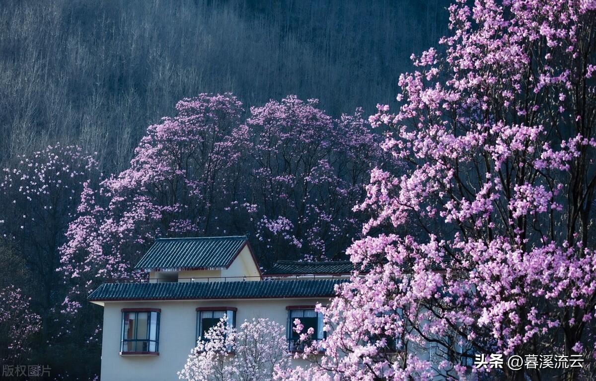 春花诗词七绝赏析(十首唯美春花诗词)