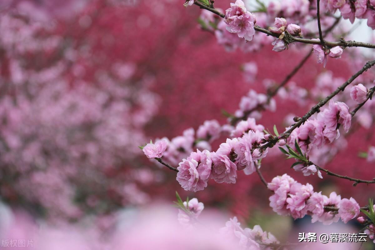 春花诗词七绝赏析(十首唯美春花诗词)