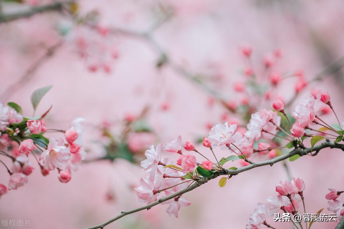 春花诗词七绝赏析(十首唯美春花诗词)