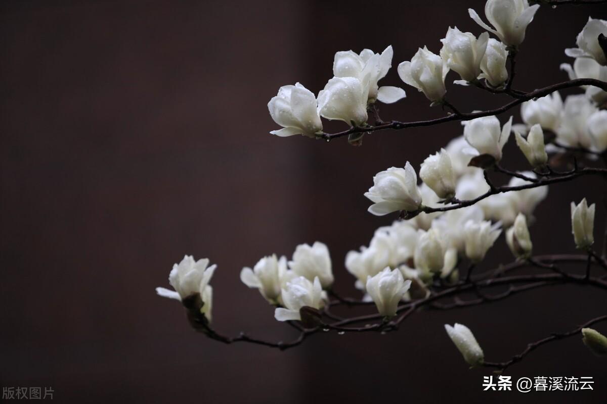 春花诗词七绝赏析(十首唯美春花诗词)