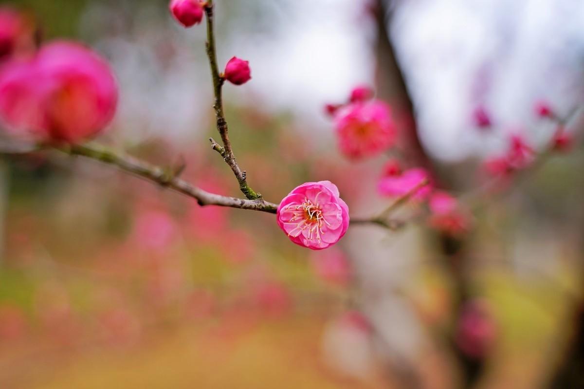 梅花诗词古诗大全（梅花诗词100首）