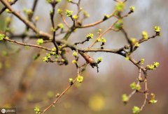 关于一年四季的诗词名句（夜月一帘幽梦，春风十里柔情）