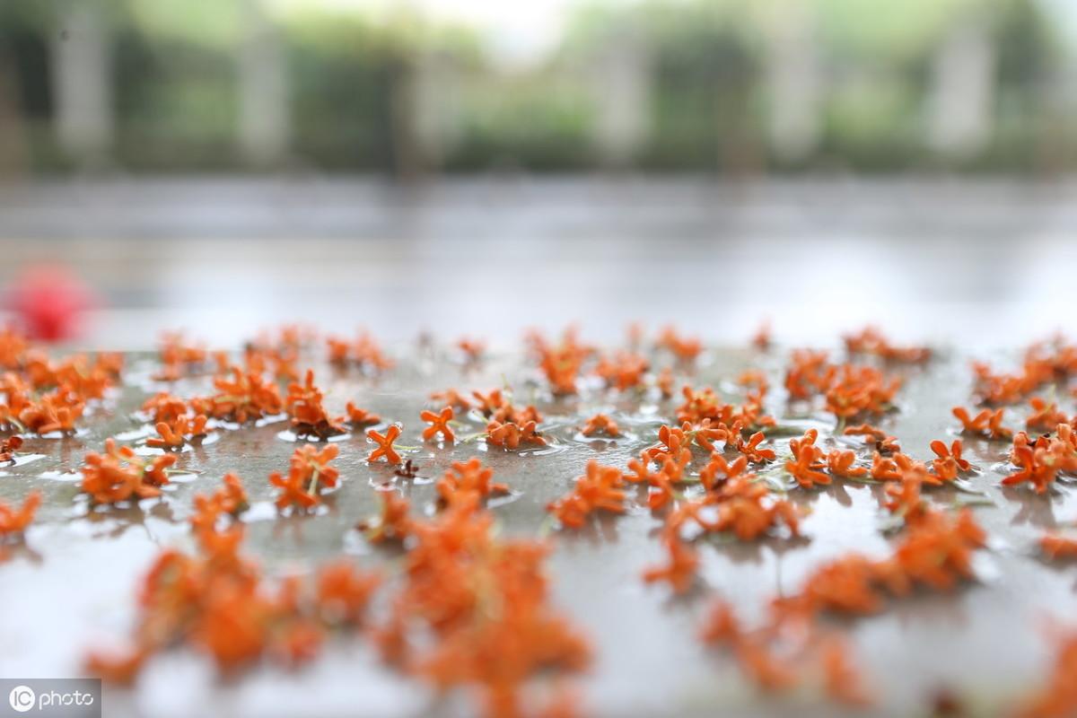 秋雨诗词七绝鉴赏（10首关于秋雨的诗词）