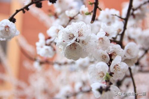 形容杏花的优美诗句（杏花诗词二十首）