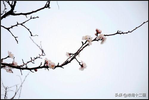 形容杏花的优美诗句（杏花诗词二十首）