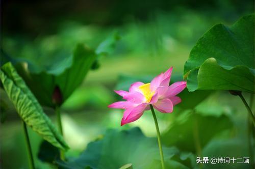 荷花的绝美诗句（荷花优美诗词简单）