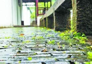 梅雨诗词鉴赏（梅雨诗词二十一首）