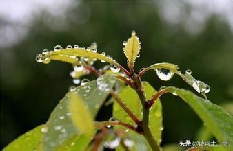 梅雨绵绵的古诗词（梅雨诗词二十二首）