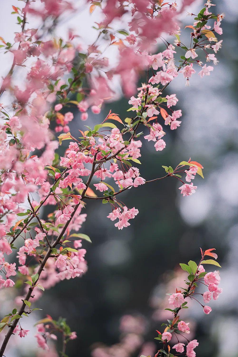 春天赏花的经典诗句(九首赏花诗词)