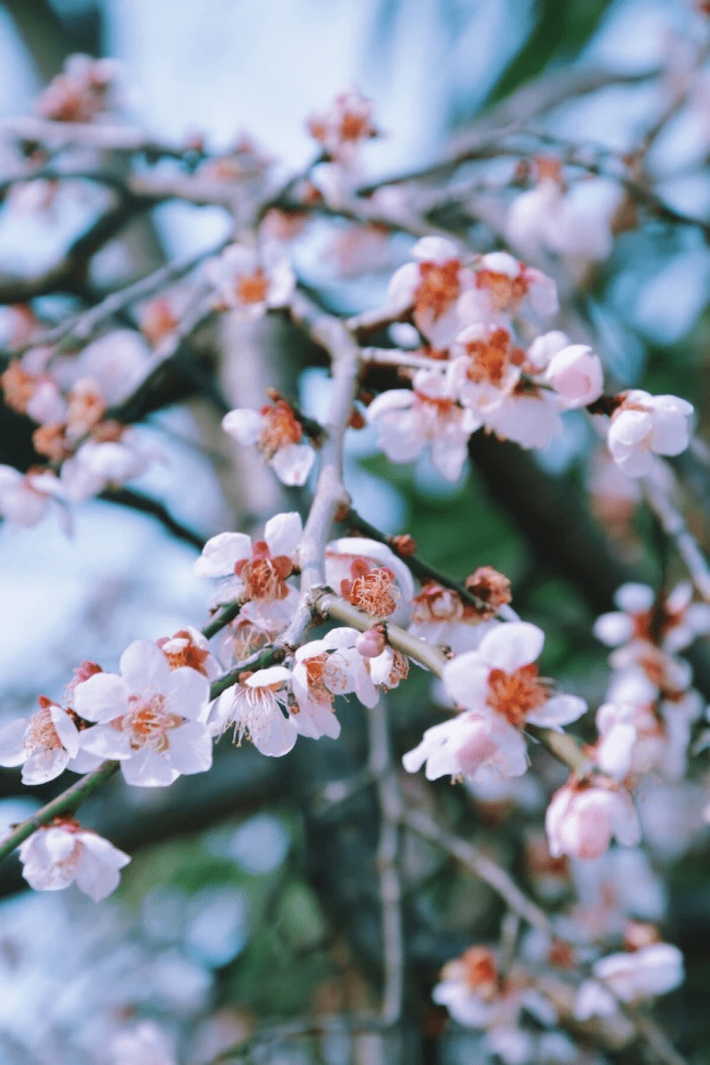 春天赏花的经典诗句(九首赏花诗词)