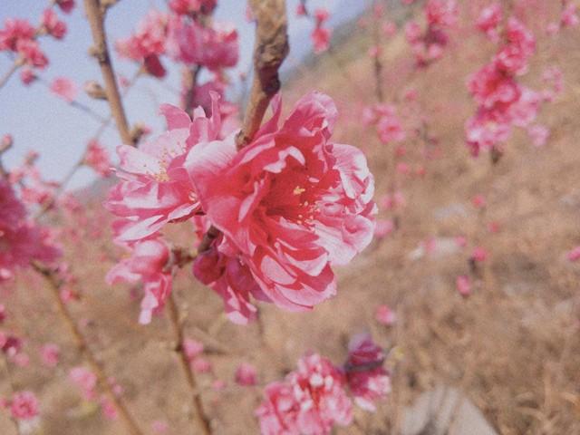 春天赏花的经典诗句(九首赏花诗词)