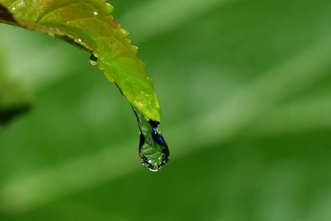 夏天诗词佳句赏析（形容夏天的诗词）