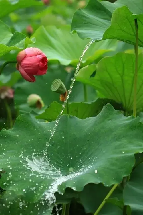 夏雨诗词名句大全（蒙蒙细雨意境的诗句）