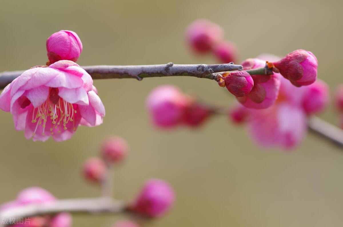 形容鲜花怒放的古诗词（八首别样鲜花诗词）