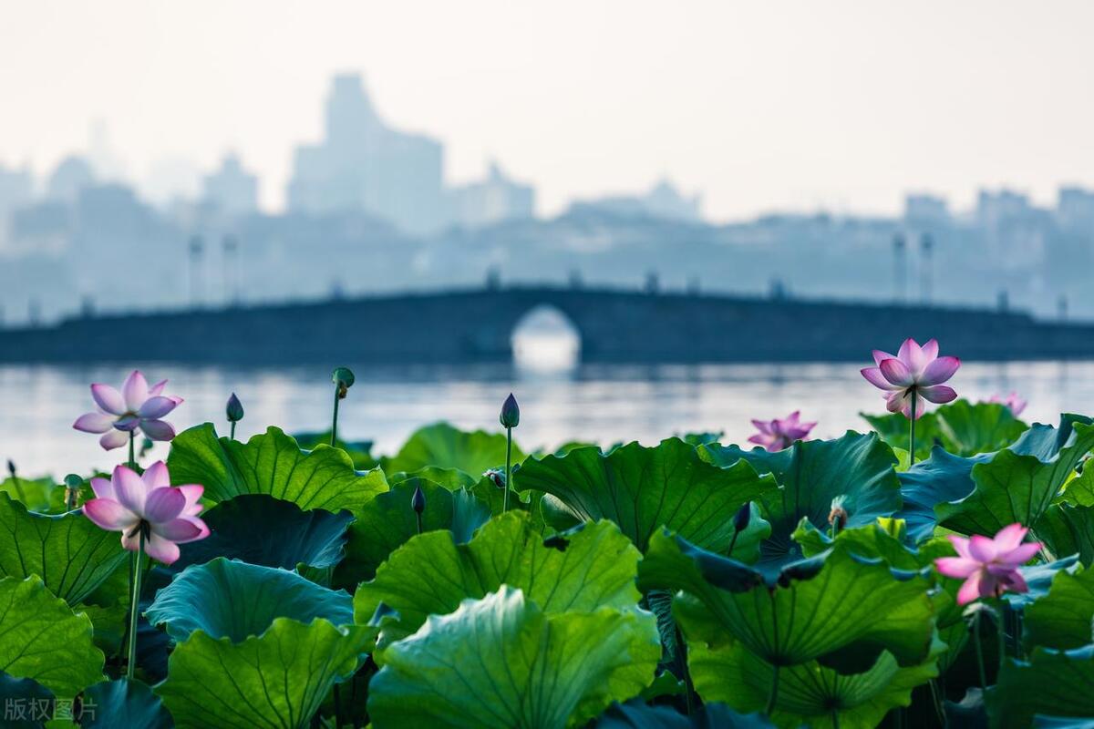 形容鲜花怒放的古诗词（八首别样鲜花诗词）