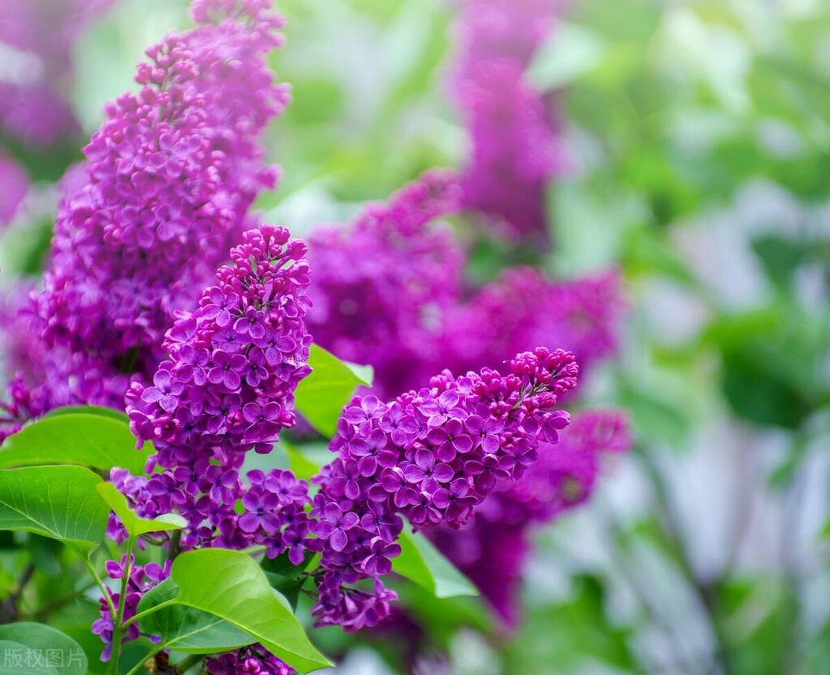 形容鲜花怒放的古诗词（八首别样鲜花诗词）