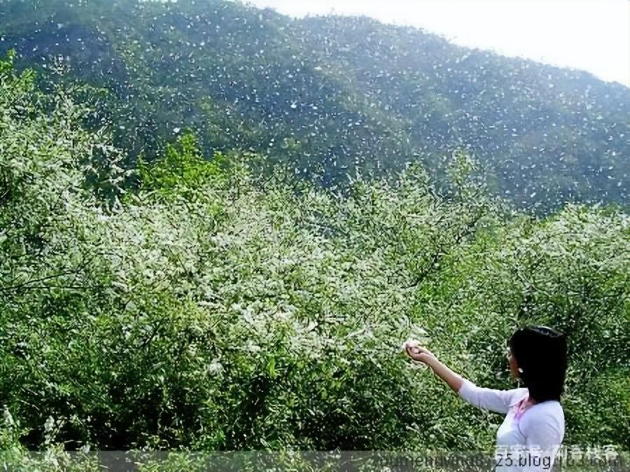 形容鲜花怒放的古诗词（八首别样鲜花诗词）