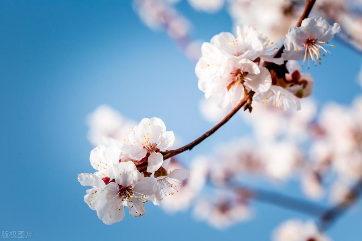 形容鲜花怒放的古诗词（八首别样鲜花诗词）