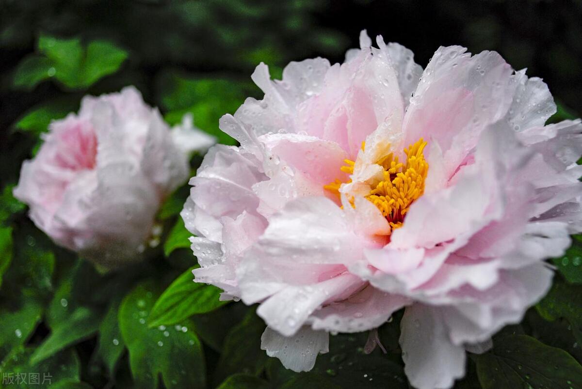 形容鲜花怒放的古诗词（八首别样鲜花诗词）