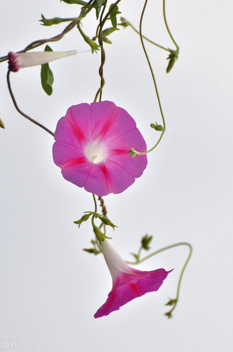 形容鲜花怒放的古诗词（八首别样鲜花诗词）