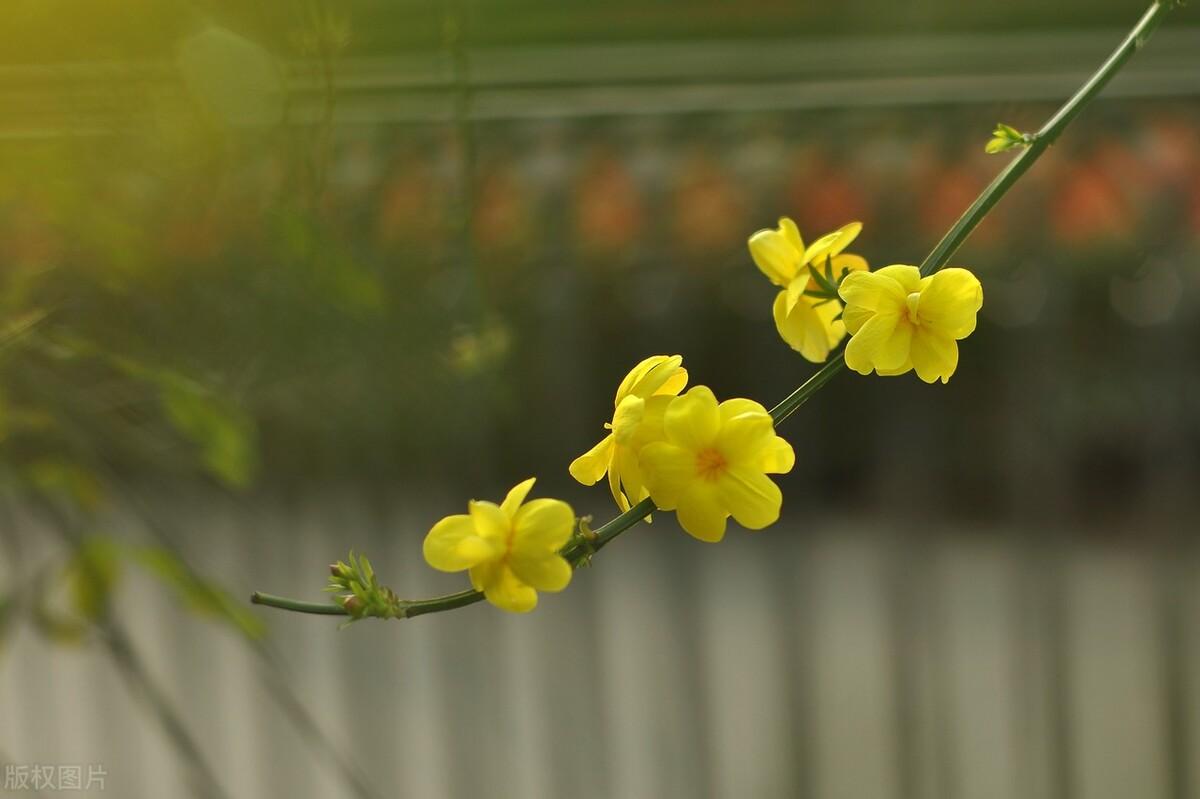 迎春花诗词名句（十首诗词中的迎春花）