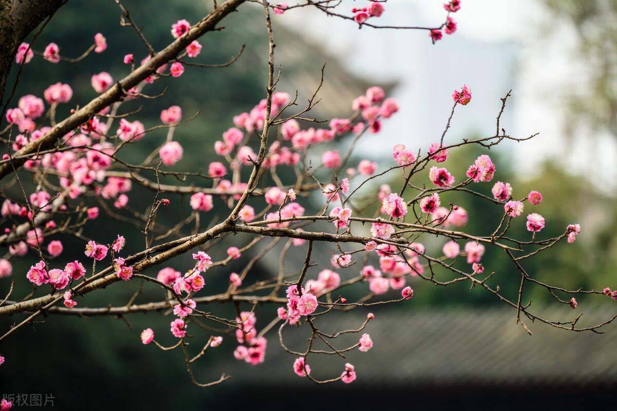 春节喜庆的唯美诗句（十首春节诗词）