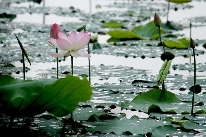 听雨眠诗词名句大全（十二首听雨眠诗词）