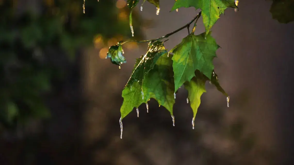 听雨眠诗词名句大全（十二首听雨眠诗词）