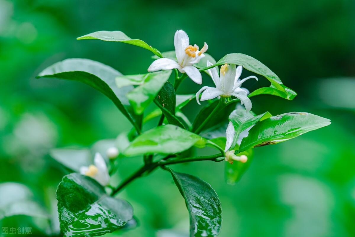 安静的山居生活诗词（诗意山居十六首古诗句）