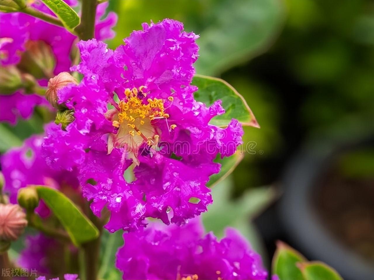 紫薇花诗词大全（十首诗词中的紫薇花）