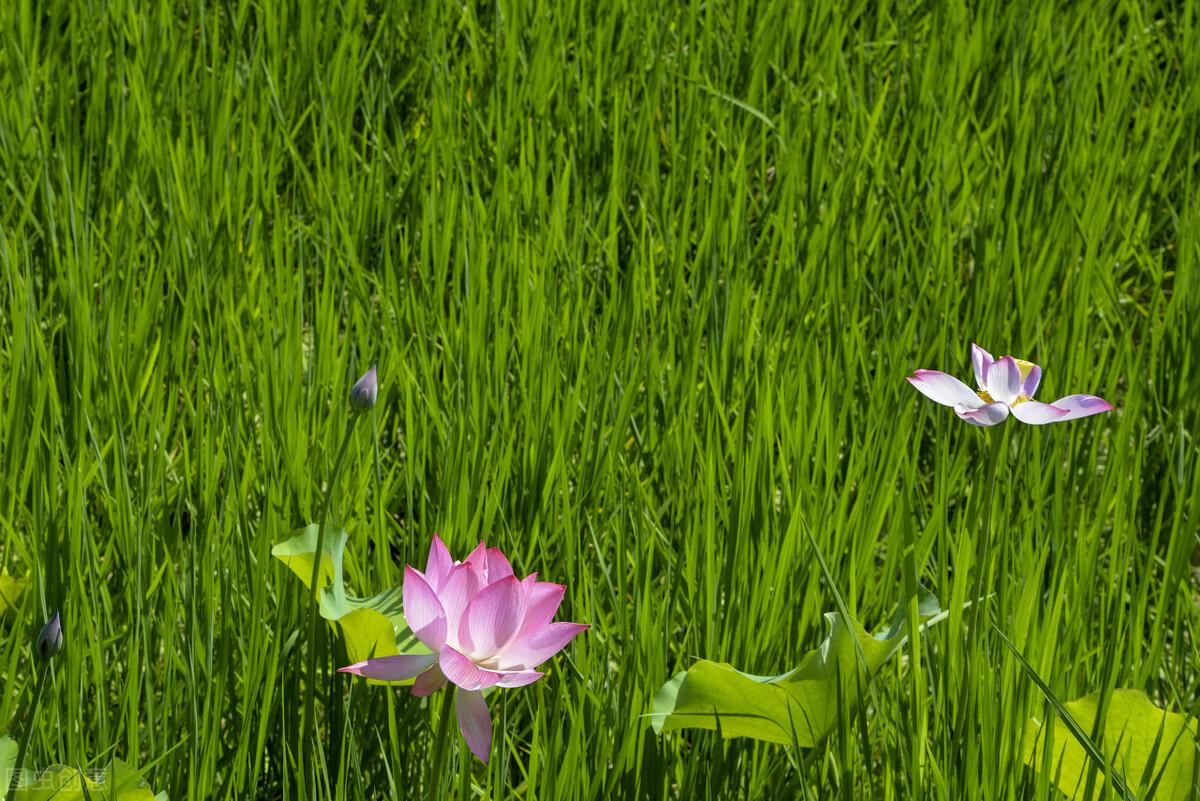 夏天意境很美的诗句（十二首夏日诗词）