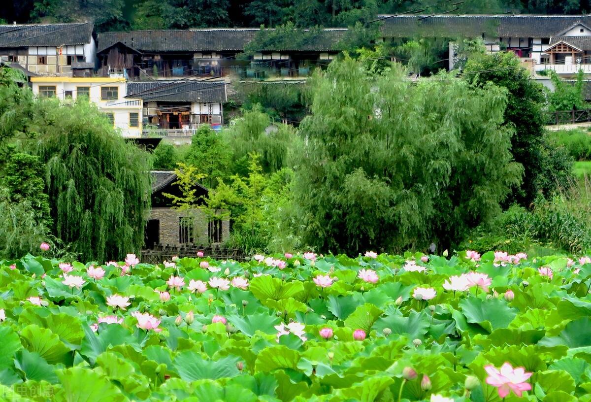 关于莲花莲藕的诗句赏析（十首藕花诗词）