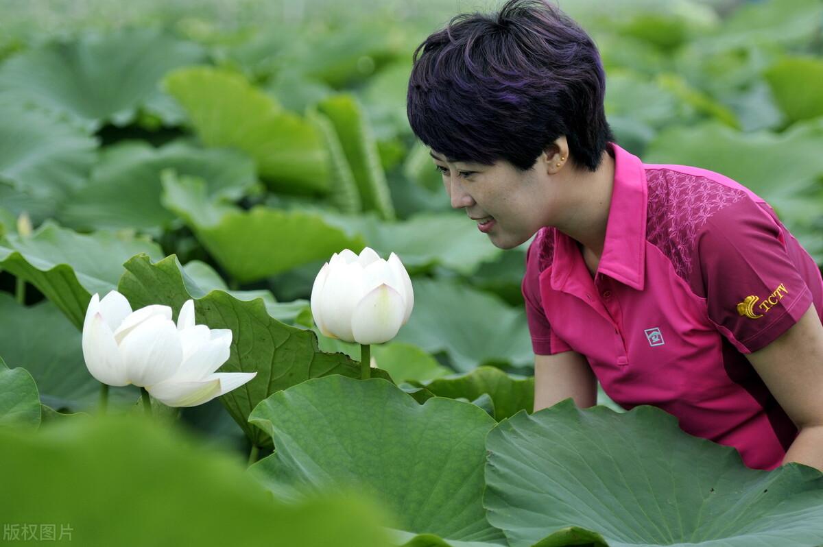 关于莲花莲藕的诗句赏析（十首藕花诗词）