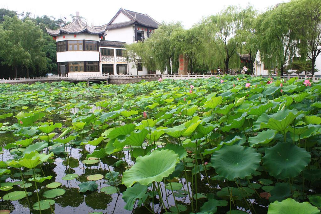 关于莲花莲藕的诗句赏析（十首藕花诗词）