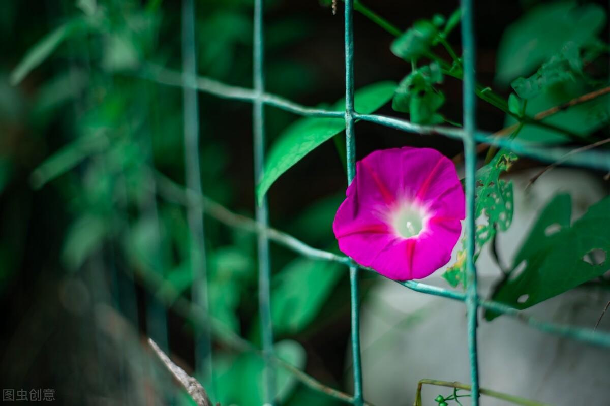 牵牛花诗词名句（形容牵牛花开放诗词）