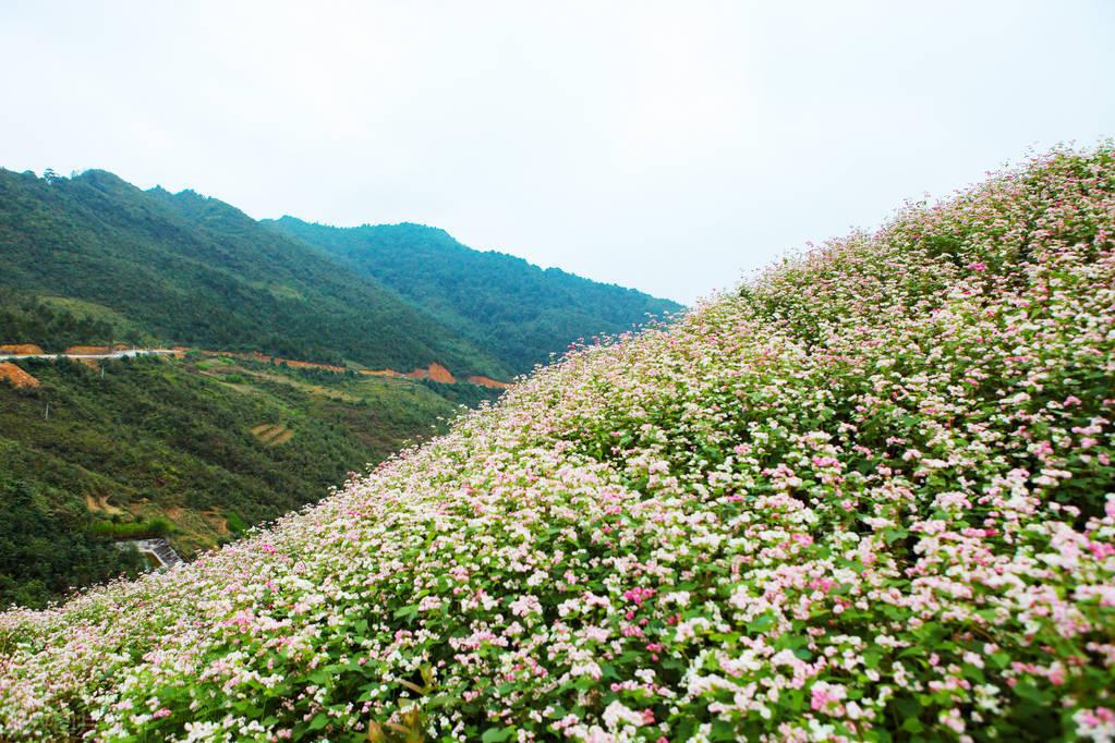 赞美麦花的诗词（十二首最美麦花诗词）