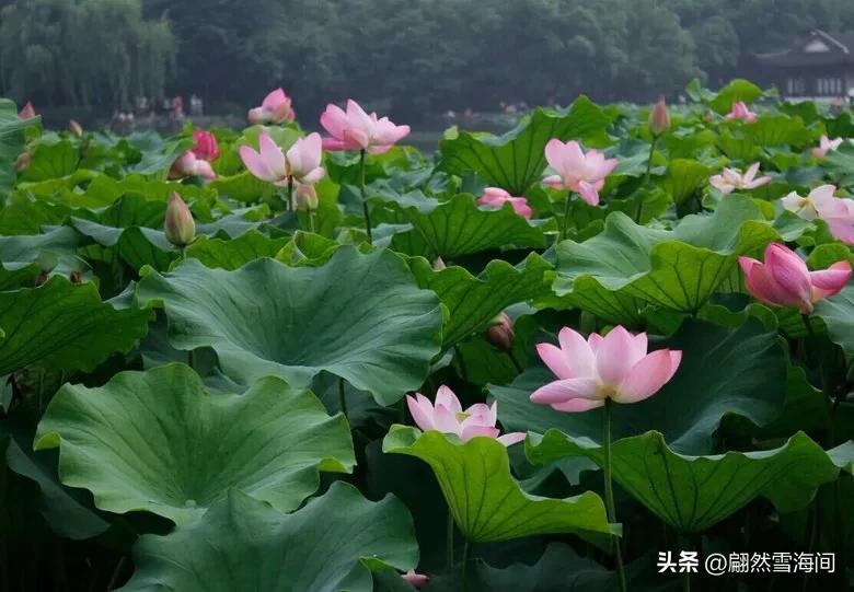 遗憾带雨诗词大全（21句经典古诗词）