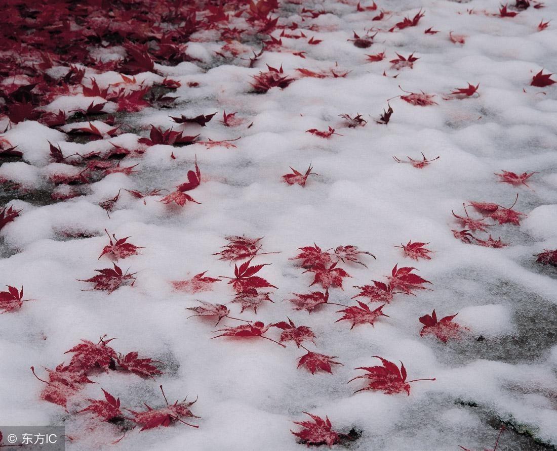 冰雪诗词名句（美得令人窒息的古诗词）