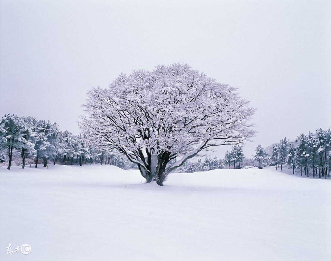 描写雪景的唯美古诗句（美到心碎的大雪诗词佳句）