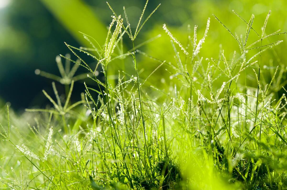 咏小草的唯美诗词（野火烧不尽，棵棵寄离情）