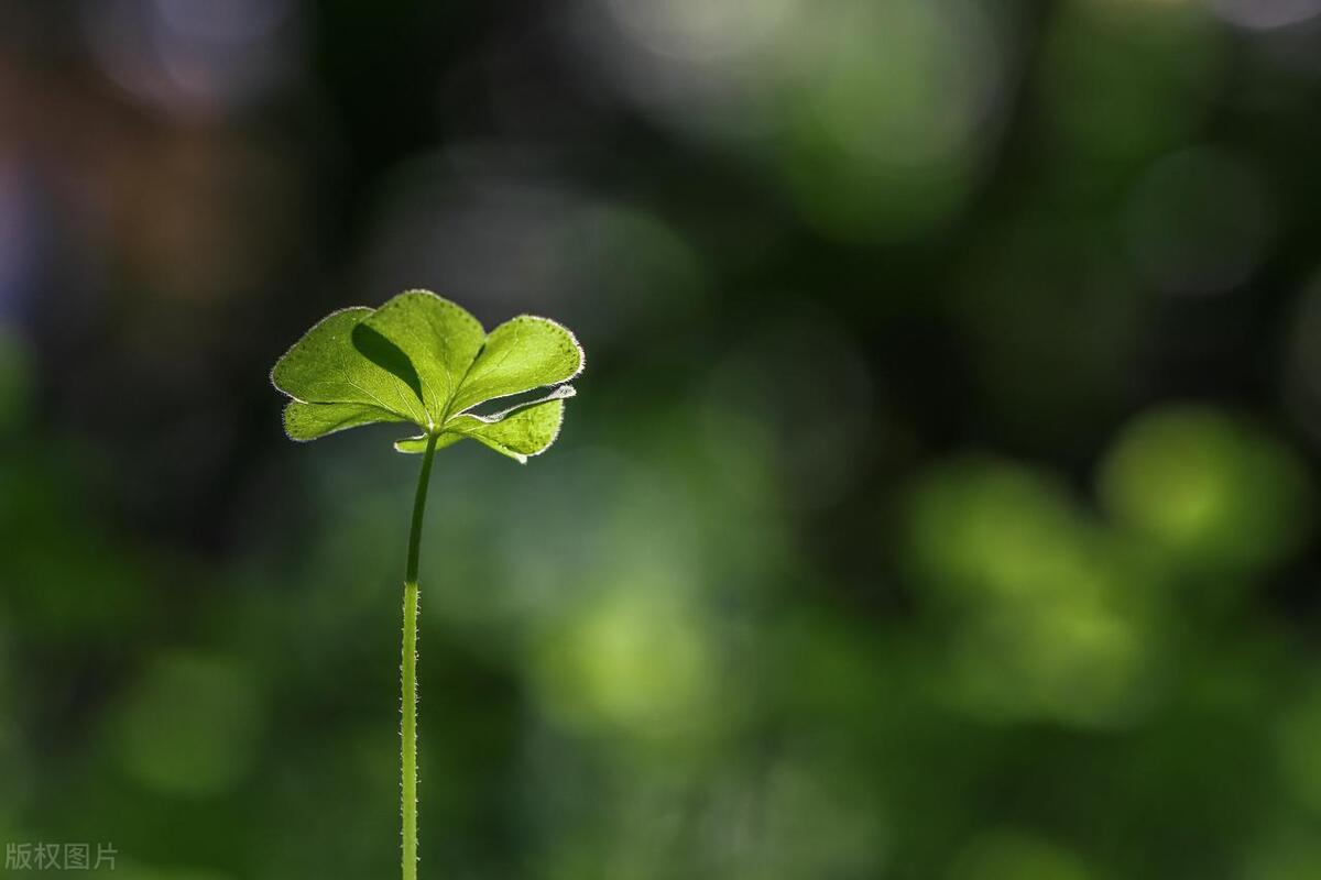 咏小草的唯美诗词（野火烧不尽，棵棵寄离情）