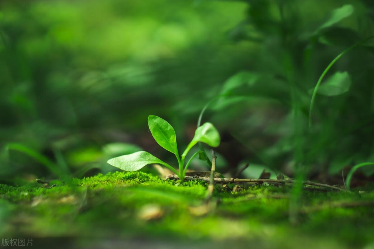 咏小草的唯美诗词（野火烧不尽，棵棵寄离情）