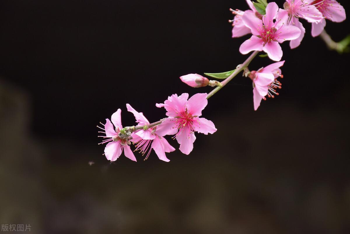 春日诗词名句赏析（七首春日的诗词）