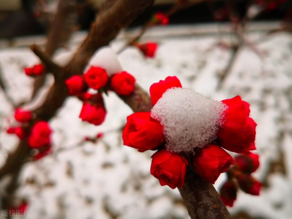 关于梅花的唯美古诗词（五首梅花的诗词）