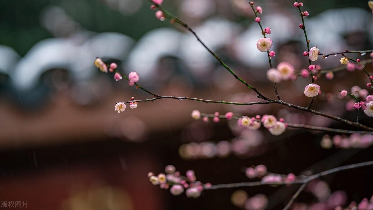 关于梅花的唯美古诗词（五首梅花的诗词）